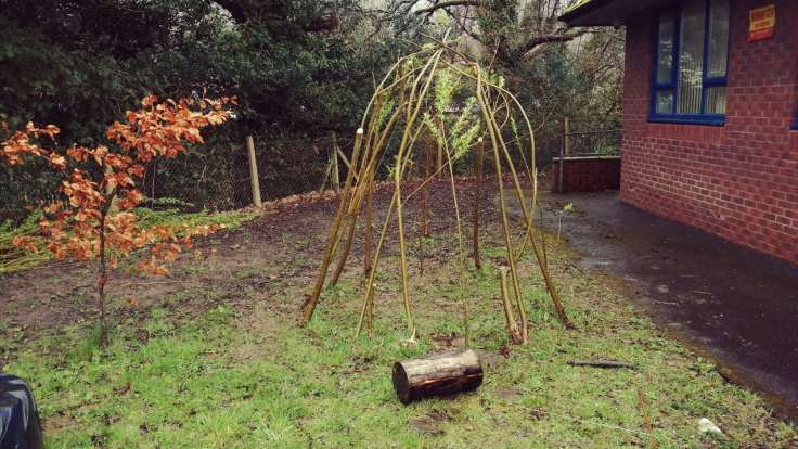 Newly pruned willow dome next to a young Beech tree and blue windowed building