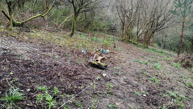 String marking out a path in a cleared woodland area