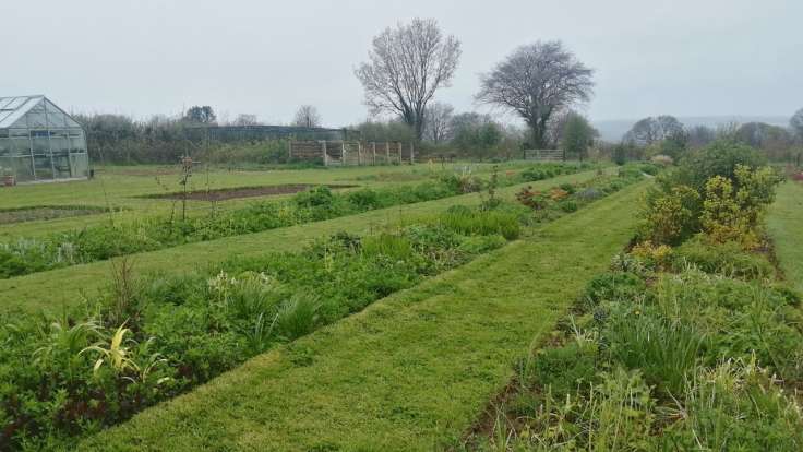 Long flower beds of cut flowers, grey misty day, bare trees on the horizon