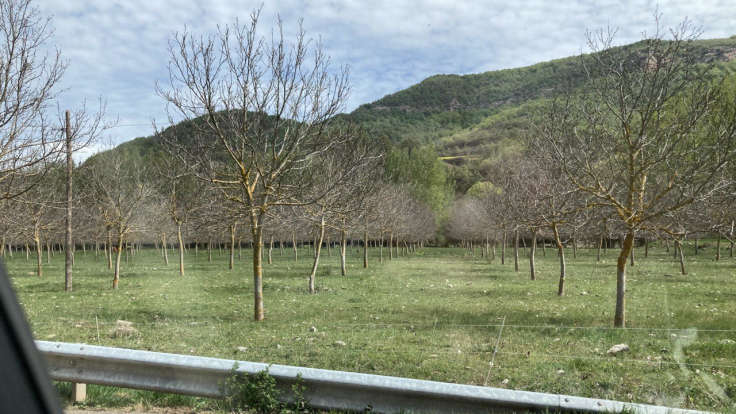 Photo of trees in line, sheep grazed pasture, green hills beyond, photo through a car window