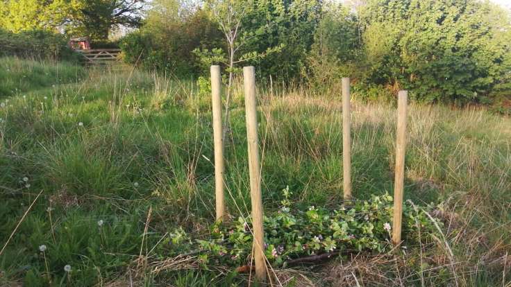 New dead hedge, with some brash in the bottom