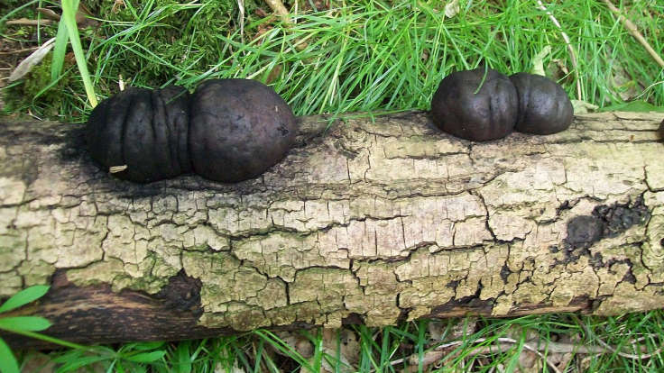 Black spherical fungi on dead branch on the ground