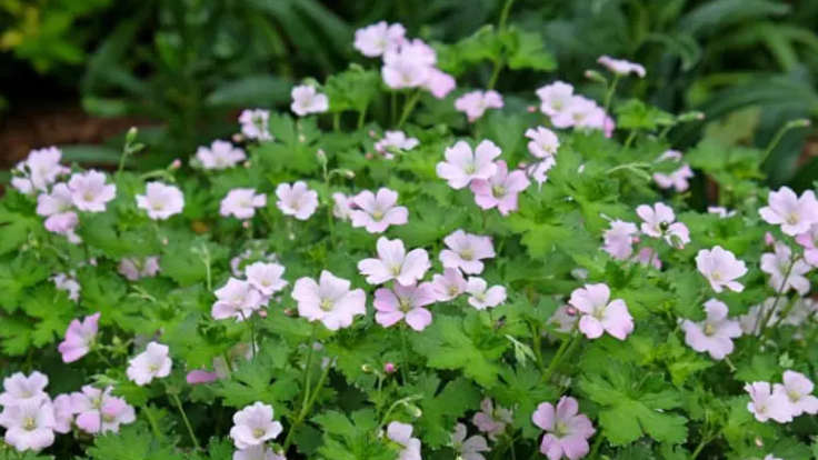 Small pink flowers on bushy perennial