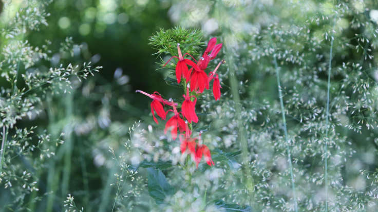 Red flowers against feather silvery grass flowers