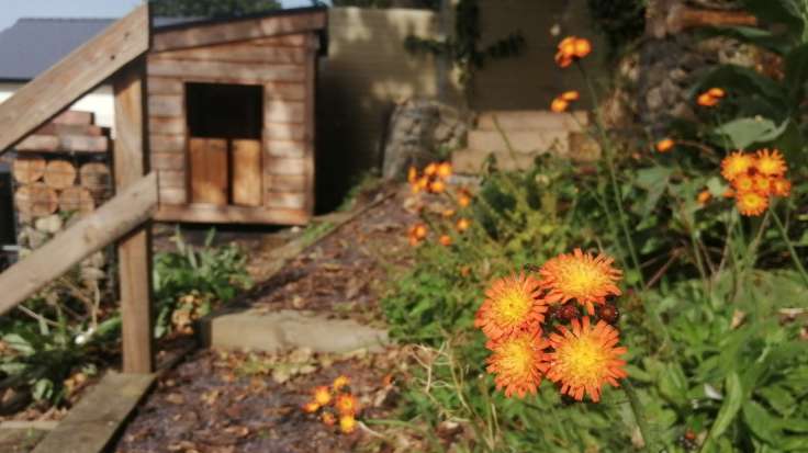 Slate garden path leading past wooden den, up steps by gabion to fenced platform area, orange flowers in foreground