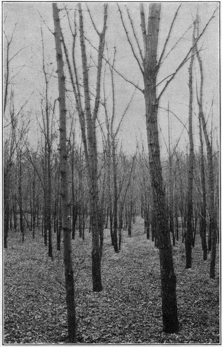 Black and white photo of bare young trees