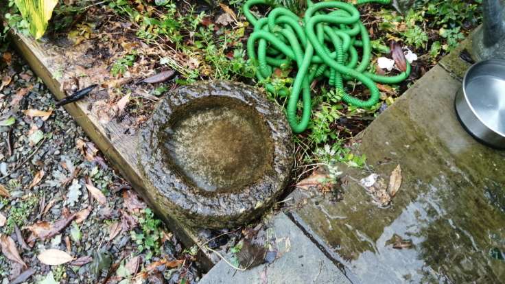 Small concrete birdbath on ground, next to flexible green hose