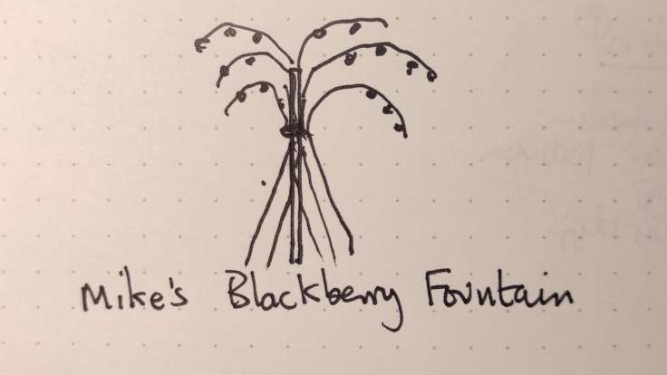 Sketch of Blackberry canes tied to a central cane