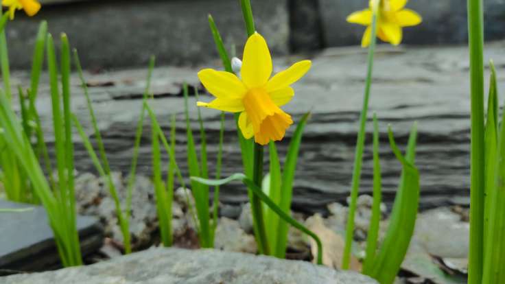 Small daffodil in slate bed