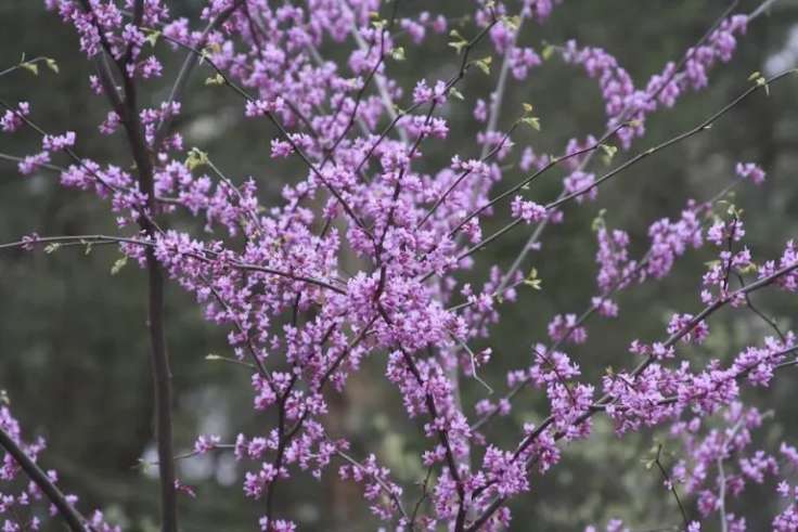 Cercis canadensis, photo on A Way To Garden podcast