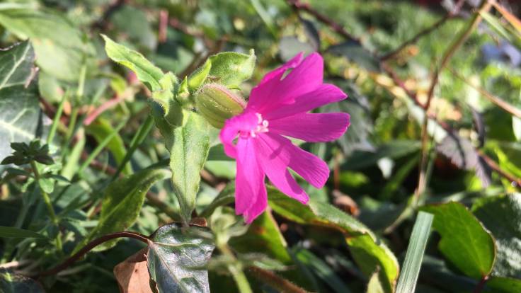 Close up pink petalled flower