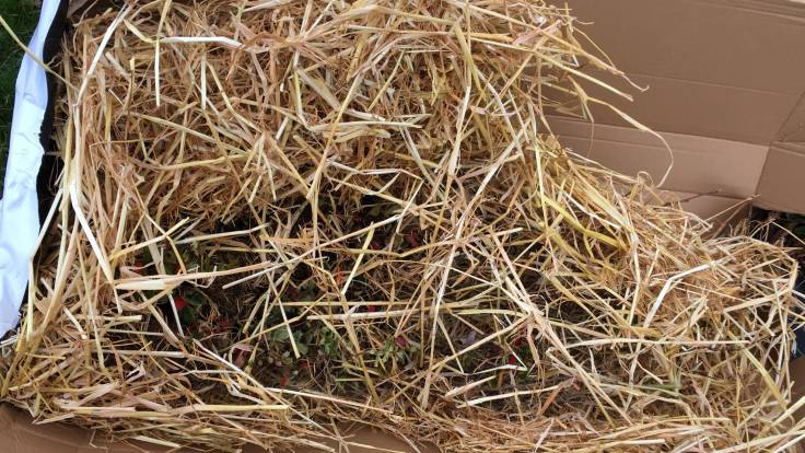 Straw filled cardboard box