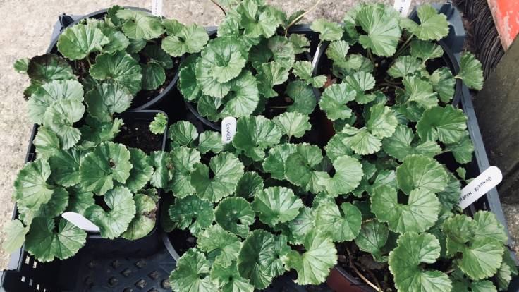 Six low shiny green rounded leafed plants in pots in a tray