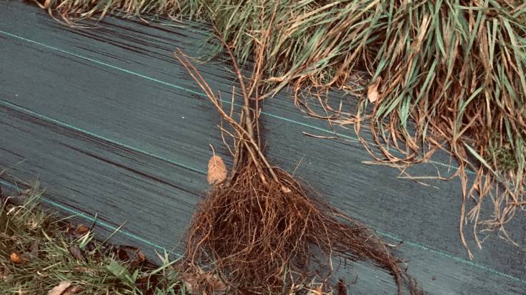 Bare root tree whips on sheet mulch