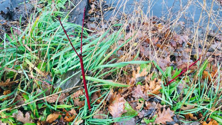 Red twigs in grass