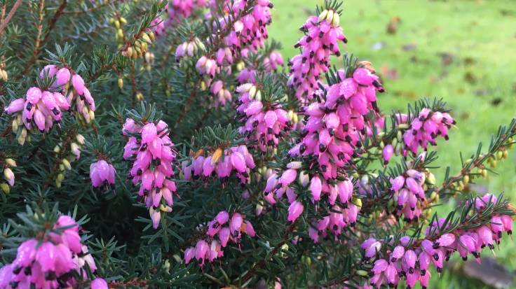 Small pink flowers of heather