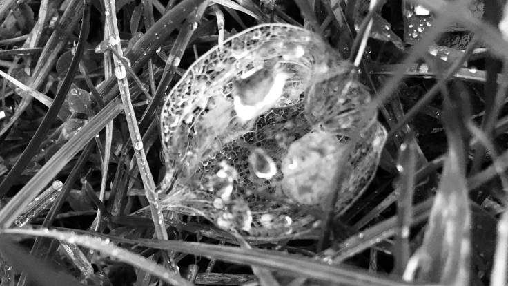 Black and white photo of Groundcherry husk