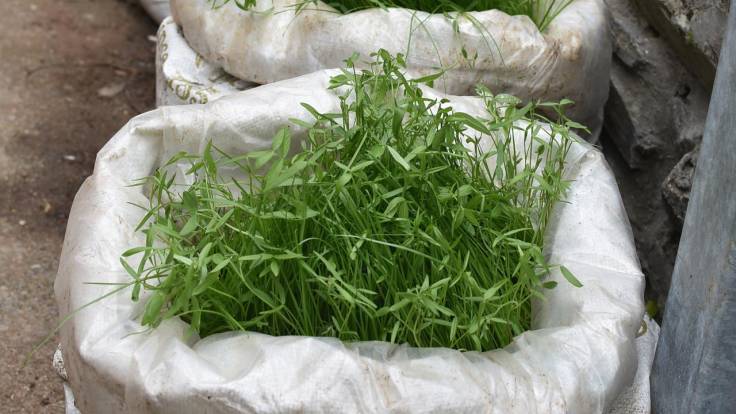 Close up of plants growing in white fertiliser bag