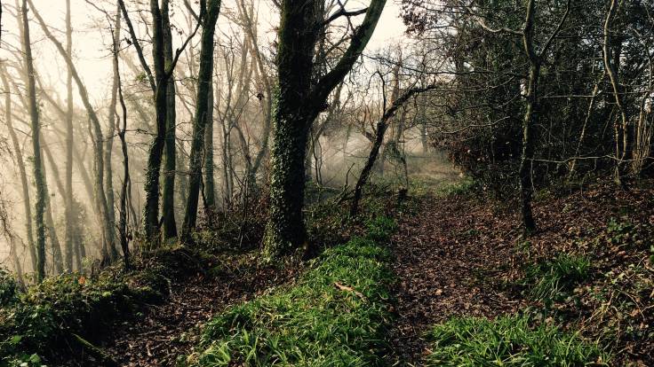Path through misty trees