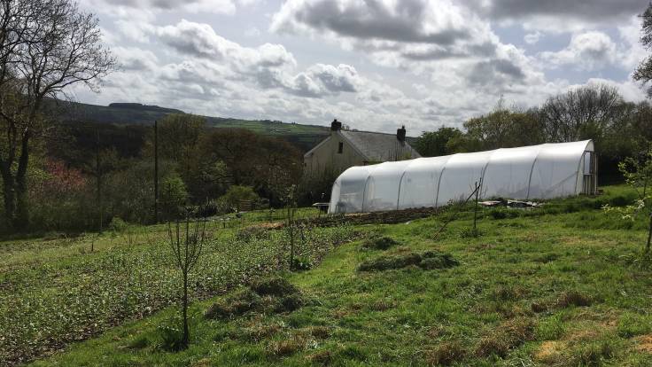 Piles of freshly cut grass, young trees, polytunnel in background