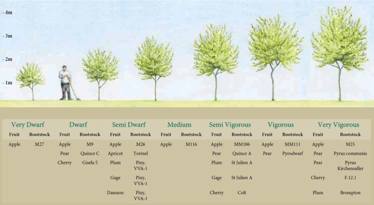 Illustration comparing different rootstock heights in relation to person