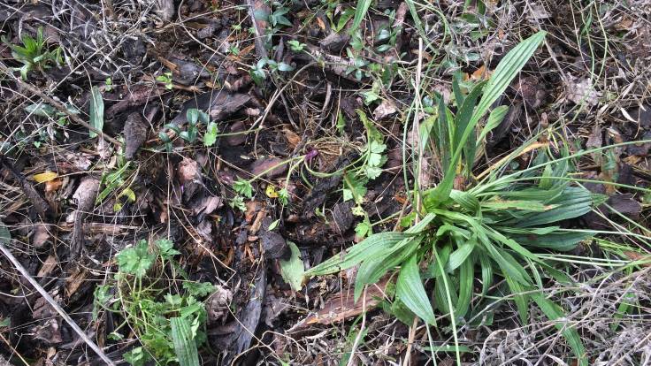 Weeded plants on a bark mulch