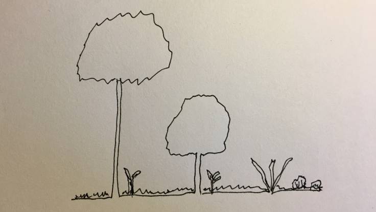 Line drawing of tall tree next to medium tree next to spiky shrub in profile, ground cover on the ground