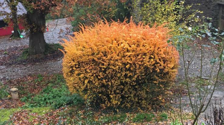 Bright orange spikey bush