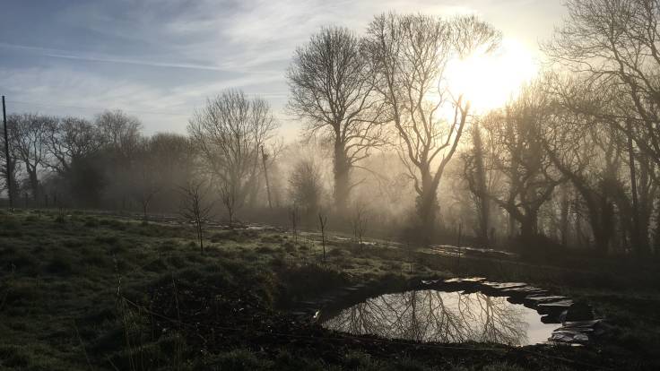 Misty view on a sunny morning across pond, young orchard to establised trees