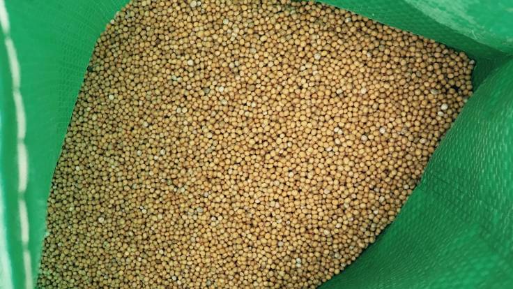 Big green bag of White mustard seed from the top