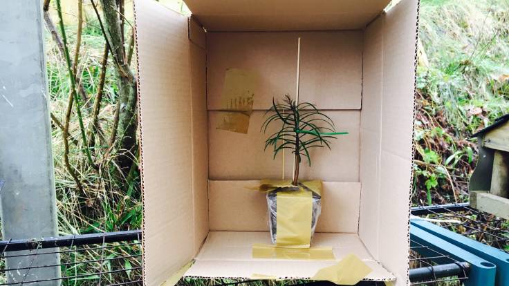 Small evergreen plant in a cardboard box