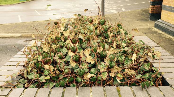 Chinese bramble in municipal raised brick bed