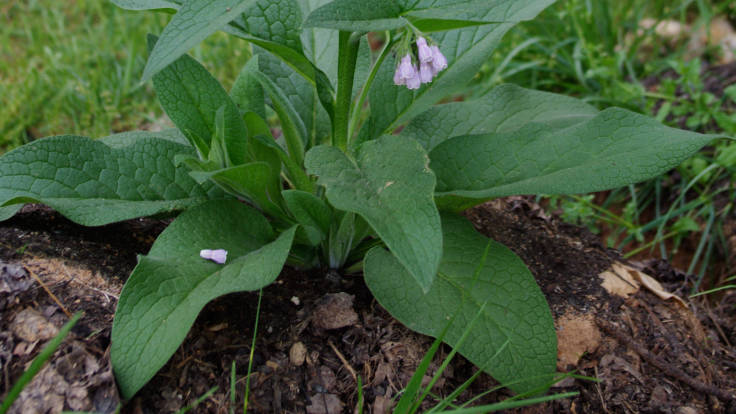 Photograph of comfrey plant lower leaves. Symphytum x uplandicum 'Bocking 14', photo by Finchj on Wikimedia Commons