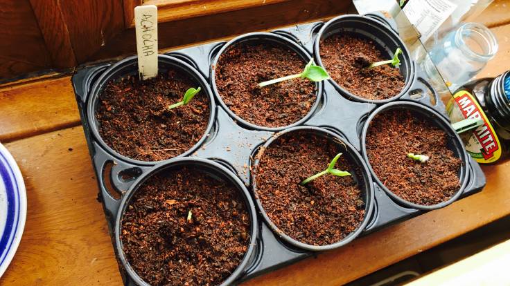 Big seeds germinating on windowsill