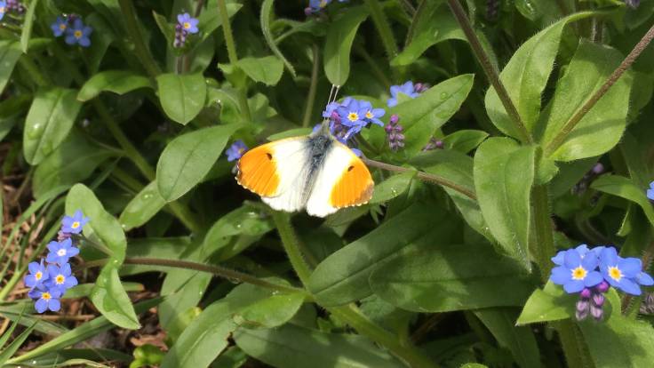 Anthocharis cardamines (orange tip) on Myosotis arvensis (forget-me-not) flowers
