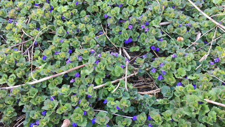 Glechoma hederacea (alefoot) ground cover in flower
