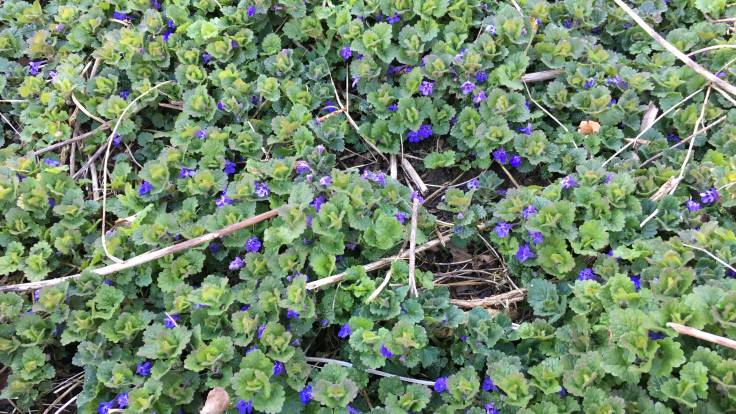 Low blanket of green round leaves and haze of blue flowers