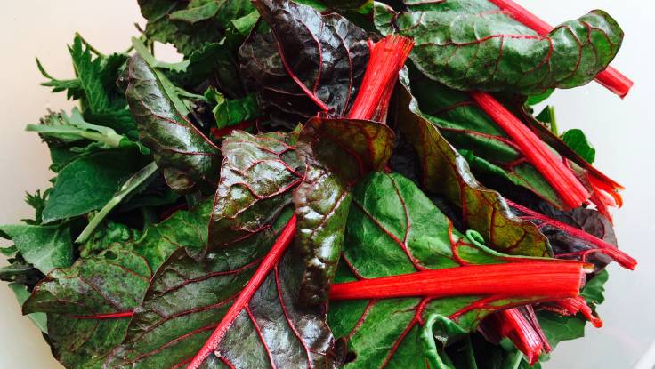 Close up of rainbow chard on top of nettle in plastic bowl