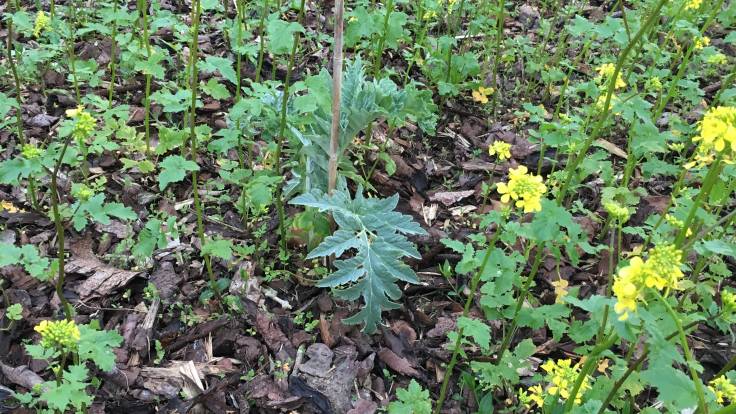 Cardoon leaves amidst mustard plants, on a bed of bark mulch