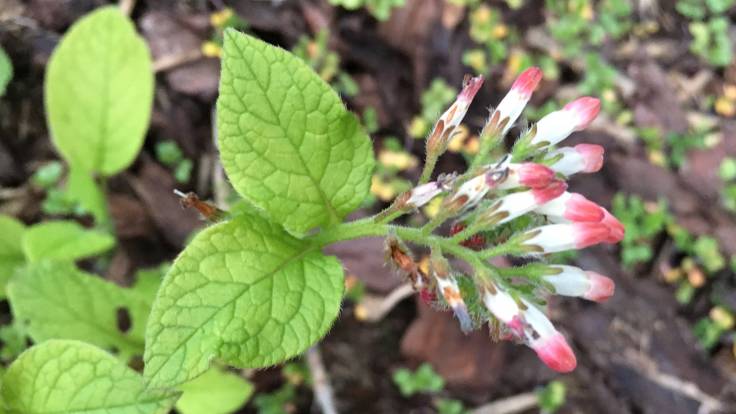 Close up of white & pink comfrey flower and leaves