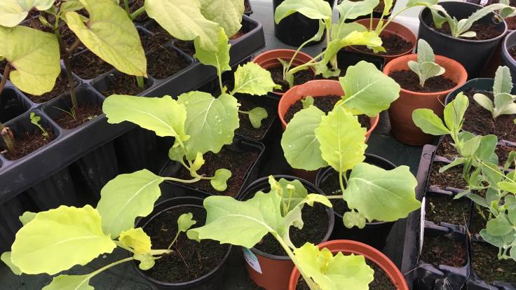 Photo of tree cabbage seedlings in pots