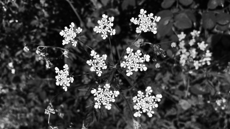 Black and white close up photo of cow parsley
