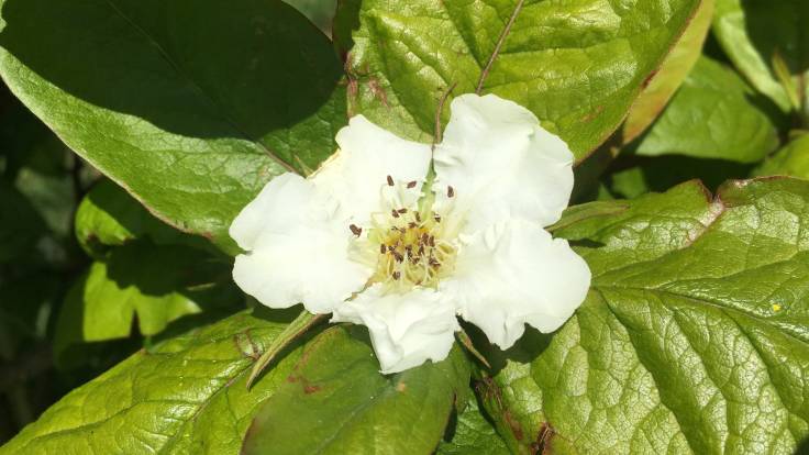 White tree blossom, luxuriant green leaves