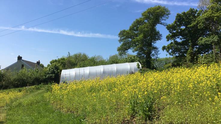 Yellow mustard flowers in front of polytunnel and house