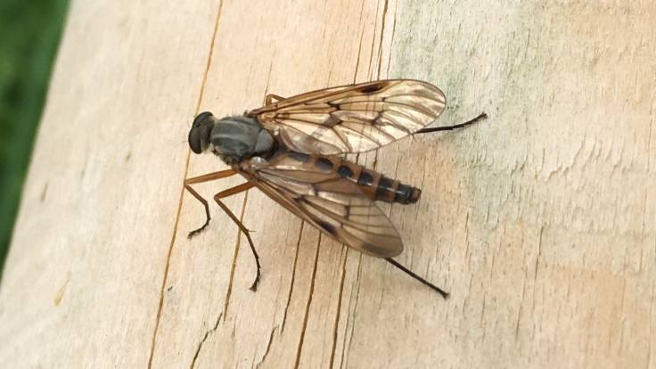 Close up of a field fly