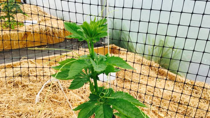 Close up of achocha plant (exploding cucumber) in polytunnel