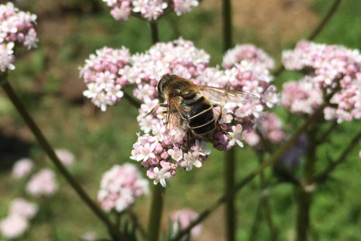 Hoverfly on pale pink composite flower