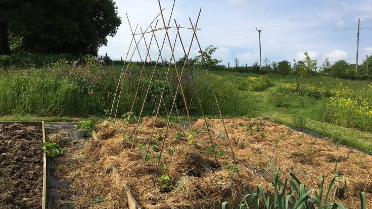 Raised beds with bean support bamboo frame, wild garden in background