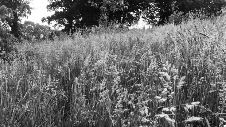 Black and white photo of mature grasses with trees in background