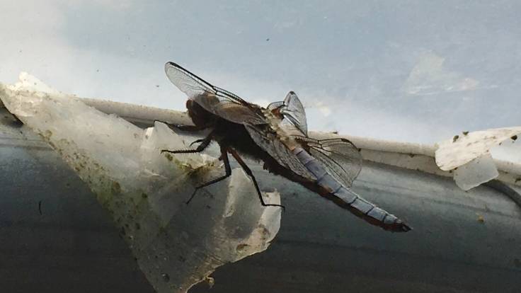 Close up of dark dragonfly on polytunnel post
